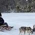 First Time Husky Dog Sledding The Dogs Nearly THROW ME Off