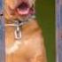 Why Pit Bulls Were Assigned To Guard The Horses Not The Ammo PitBull GuardDog DailyK9