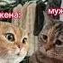 Разговор двух котов ч 70