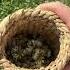 How I Use My Clover Lawn Garden Homestead Rabbits Outdoors