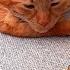 Cat Can T Believe When His Mom Brings A Tortoise Home The Dodo