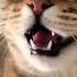 Kitten Meowing To Attract Cats