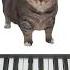 OIIA Cat Song Piano Tutorial Shorts