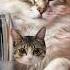 Cute Cat Ringtone Effect Cute Cat Calling Me Shorts Cat Ringtone