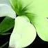 Белая Лилия Мазковая Живопись маслом White Lily Oil Painting Shorts