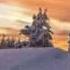 Winter 2013 ЗИМА Мир животных зимой