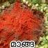 Mango Pickle Easycookingrecipes Mangoseason Pickle Samyukthavprakashan
