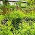 I Mowed A 1 Star Overgrown Yard HUGE MISTAKE