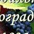 Изобильная виноградная лоза