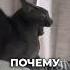 Почему серый кот не для всех аnimals котики видосыоткота кот