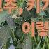 부직포터널 고추 키 크게 키우는 방법 그리고 시교품종 소개 고추농사 잘 짓는 법