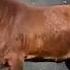 Giant KALAHARI RED Goat Available For Sell Contact 8956646835 Shorts Boergoat Kalahari