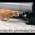 Komik Tiktok Videoları