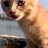 Cat Video Cat Voice Cat Sound Cat Meowing Cat Cats Youtubeshorts Trending Shorts Catlover