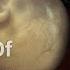 The Miracle Of Twin Fertilizations A Shared Beginning