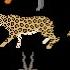 Indian Mammals Animals Series Elephant Tiger Bear The Kids Picture Show Fun Educational