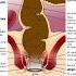 ANUS MEDICAL DEFINITION Medical Consecutive Interpreting