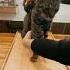 Adventure Cat How To Train Your Cat To Hike Shorts Vanlifecat Adventurecat Hikingcat Cattricks