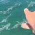Feeding MONSTER Fish