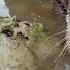 Otter Oshka Hunting Fish At The Beach Wow She Is Good Otter