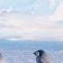 Relaxing Southern Ocean Sounds And Baby Emperor Penguins March 8 Hours