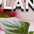 The Parts Of A Plant Song For Kids About Flower Stem Leaves Roots