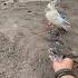 Merpati Tinggian Temanggung Merpati Pigeon Shorts Birds