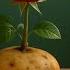 Stick A Rose In A Potato The Rose Immediately Grows 999 Roots In Just 1 Night