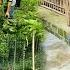 The Grass Around The House Of Two Orphans Was Cleared When The Uncle Came To Visit