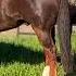 I Can T Believe These Horses Were Heading To Slaughter