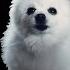 Borkalovania Megalovania By Toby Fox But It S Doggos And Gabe