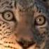Leopard Calls Close Up View HD