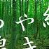 めっちゃ綺麗な鳥のさえずり 自然音 鳥の鳴き声に癒される Nature Sounds 3hr 安比高原のブナ林に響き渡るBird Song 作業 集中 睡眠 リラックス 4K映像