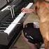 Cat And Dog Play Fur Elise