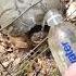 Turtle Unexpectedly Attempts To Attack Person As She Gives Them Water After Rescuing Them 1416139