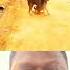 Dogs Enjoying Dog Doglife Indonesia Usa