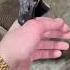 Canadian Geese Are The Most Peaceful Birds Prove Me Wrong