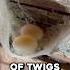 Why This Birds Spit Is So Expensive
