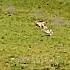 Cheetah Vs Gazelle Trending Animals Shortvideo Wildlife Gaming Hindi Automobile Ytshort