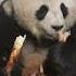 PANDA MUKBANG23 Cute Giant Panda Is Eating Bamboo Enjoy The ASMR Eating Show 中国大熊猫沉浸式吃笋 你爱看熊猫吃播吗