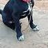 Baby Dog Barking Sound 16 Shorts Dogsound Puppysounds Dogvoice Barking