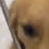 강아지 엉덩이 체벌