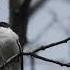 Голос полуошейниковой мухоловки Semicollared Flycatcher Ficedula Semitorquata