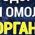 Настрой Сытина Оздоровление и Омоложение Организма Версия без Музыки