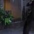 Singing In The Rain Gene Kelly