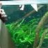 FINAL FISH ADDED To 700 Gallon Planted Aquarium The King Of DIY