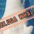 Beluga Whale One Of The Most Beautiful Sea Creatures Shorts
