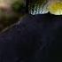 Our Planet Birds Of Paradise Exclusive Clip Netflix