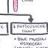 Anaemia Anemia Classification Microcytic Normocytic And Macrocytic And Pathophysiology