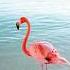 Why Do Flamingos Lose Their True Colors